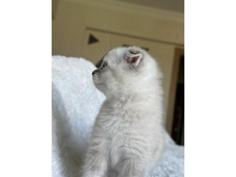 Scottish Fold Blue Point Yavru Kedim