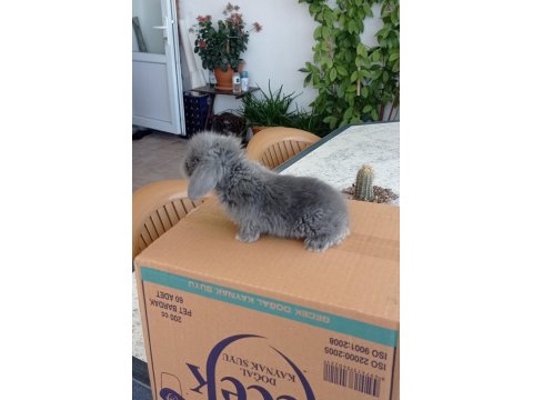 Orjinal Lop Irkı Tavşan