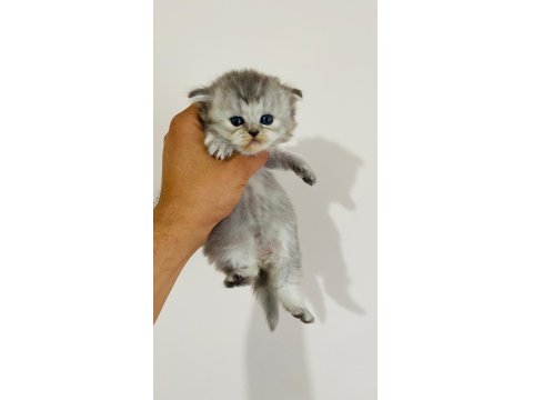 British Longhair Prenses Kedim