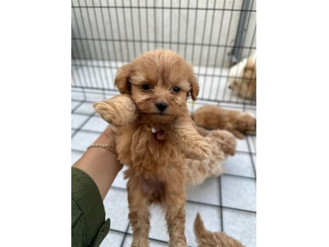 Sevimli Maltipoo Yavrularımız Yeni Ailelerini Bekliyor