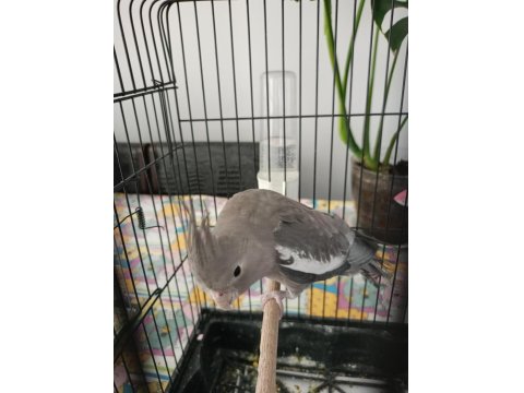 Konuşan Yavru Sultan Papağanı