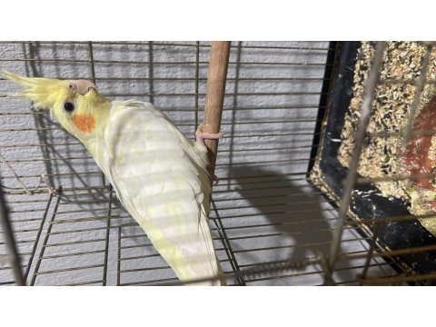 Bir Çift Sultan Papağanı Yumurtası Ve Yavrusu Alındı