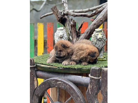 Küt Burun Chow Chow Yavrularımız