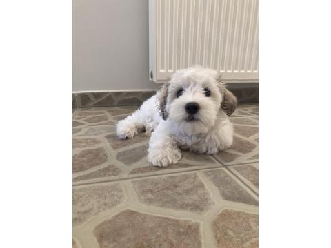 3 Aylık Dişi Maltipoo Yavrumuz Yeni Yuvasını Arıyor