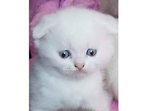 Scottish Fold Ve Scottish Straight Kardeşler