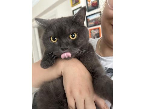 British Shorthair 2 Yaşında