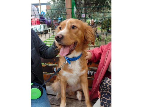 Altın Kalpli Köpeğimiz Chucky İçin Ömürlük Yuva Arıyoruz