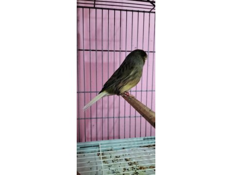 Gloster Erkek Kanarya