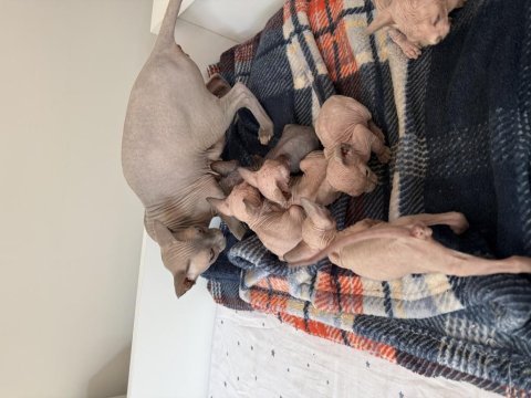 Sfenks Kedisi Erkek Ve Dişi Renkli Göz