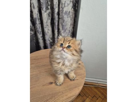 Acil Sahiplendirme Longhair Kediler