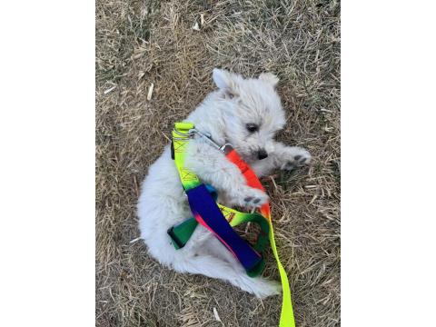 2 Aylık Maltese Terrier Köpeğimiz Erkek