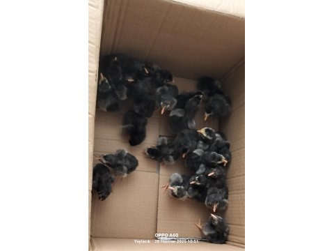 Silver Wyandotte Civcivler