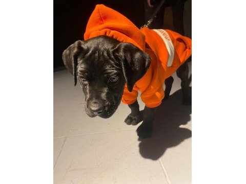 Siyah Erkek Cane Corso