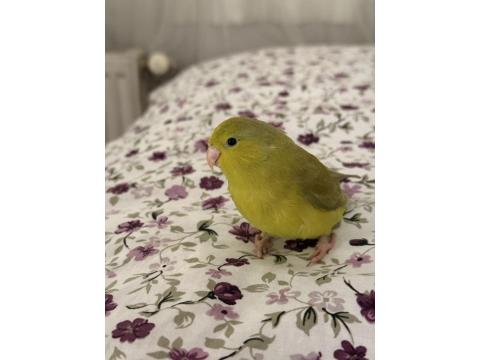 El Besleme Forpus Yavrusu