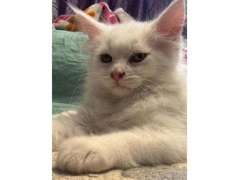 Maine Coon Yavrusu