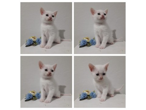Erkek British Shorthair Sevimli Yavru 47 Günlük