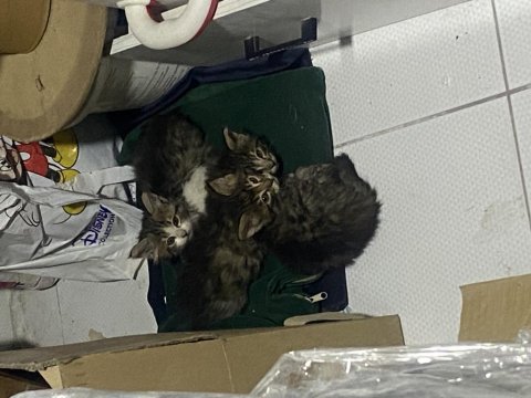 Norveç Orman Kedisi Yavrularımız Sahiplendirilecektir