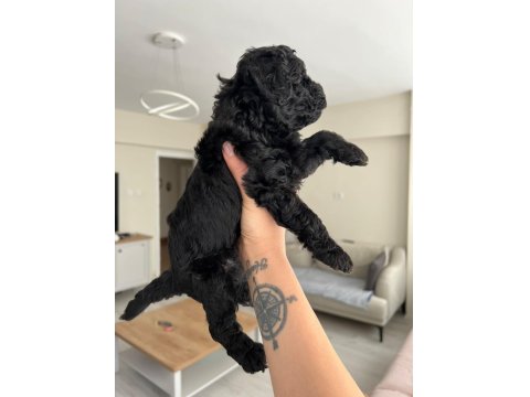 Silver Poodle Yavruları