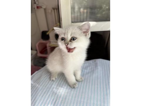 British Bebiş Kediler