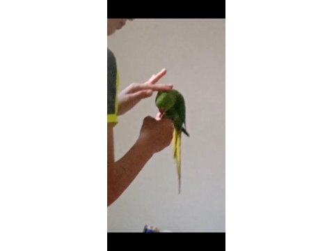 6-7 Aylık Isırma Bağırma Bilmez Pakistan