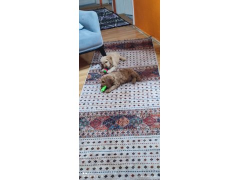 3 Aylık Dişi Ve Erkek Poodle