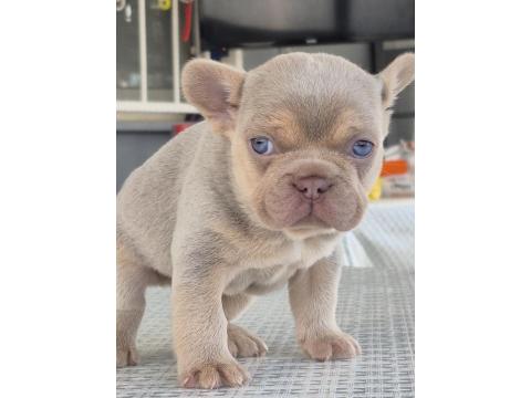 New Shade İsabella Tan Erkek French Bulldog