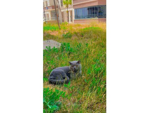 Duman British Shorthair Prenses