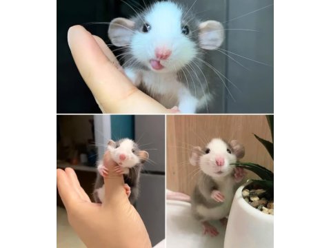 Evcil Pet Rat