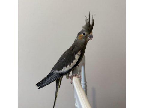 Sultan Papağanı Sahiplendirilecektir