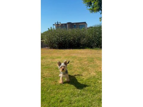 Yakışıklı Yorkshire Terrier Prens