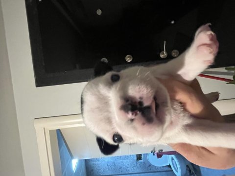 French Bulldog 20 Günlük