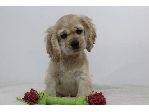 Irk Garantili Cocker Yavruları