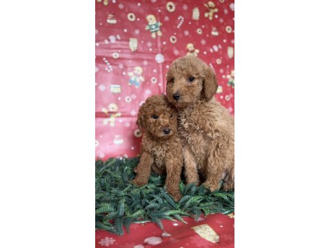 Safkan Dev (Giant) Poodle Yavruları