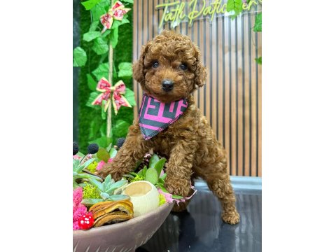 Tatlı Toy Poodle Yavrular