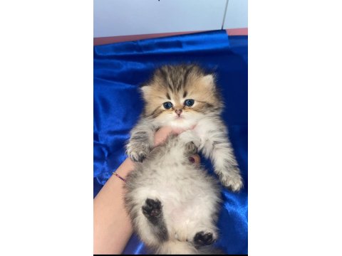 Orjinal British Longhair Erkek