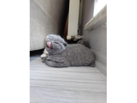 Yavru Kedilerimize Yeni Yuva