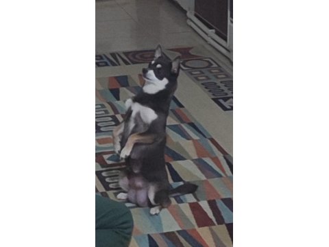 Sahiplendirilecek Chihuahua