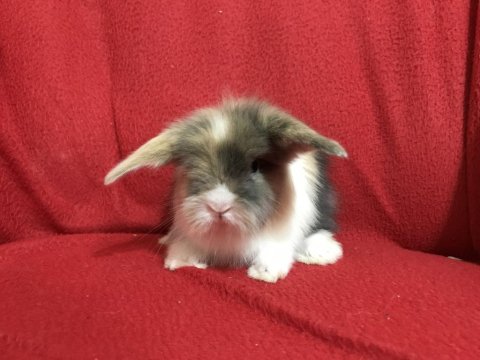 Adrese Teslim Hollanda Lop Bebek Tavşanlar