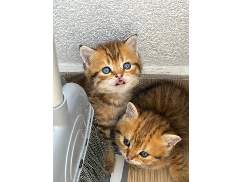 Tatlı Golden British Shorthair Yavrular