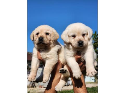 A Kalite Labrador Yavrularımız