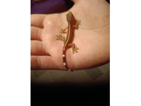 Lined Gecko 2 Aylık