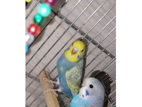 Konuşturmak İçin Tam Zamanı Muhabbet Kuşu