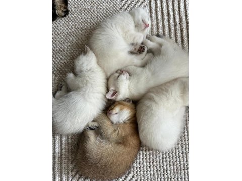 3 Aylık Golden Point British Shorthair Yavruları