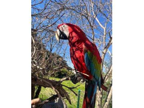 4 Yaşında Macaw Fotoğraf İşinde Tecrübeli Kuşumuz Sahiplendirecek