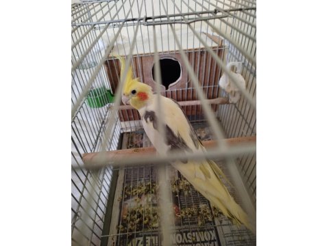 Eş Sultan Papağanı