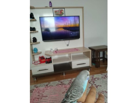 Yavru Muhabbet Kuşu 60 Günlük