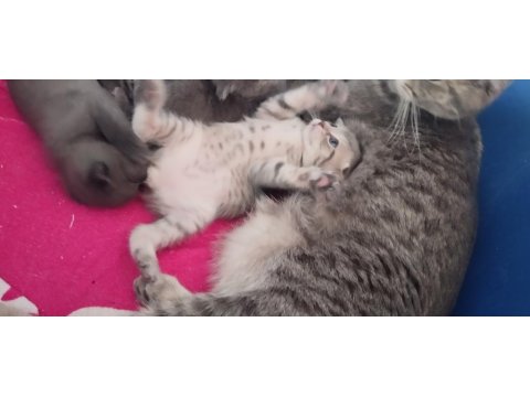 Kısırlaştırma Desteği Karşılığı Ücretsiz Kediler