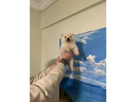 Aslan Görünümlü Chow Chow (Çin Aslanı) Yavrularımız