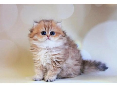 Dikkat Çekici Black Golden British Longhair