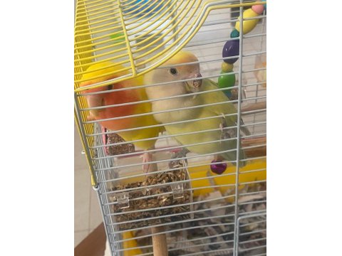 Sultan (Cennet) Papağanlarımıza Yuva Arıyoruz